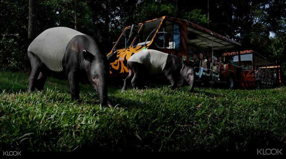 新加坡 夜間動物園