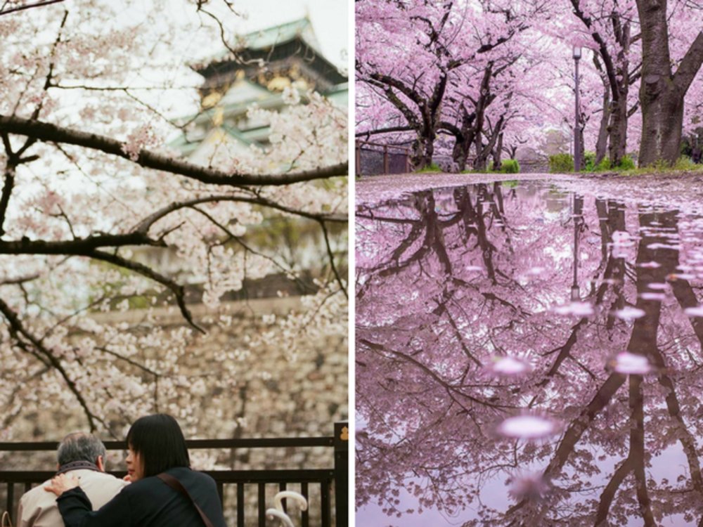 Klook UK Japan Cherry Blossom