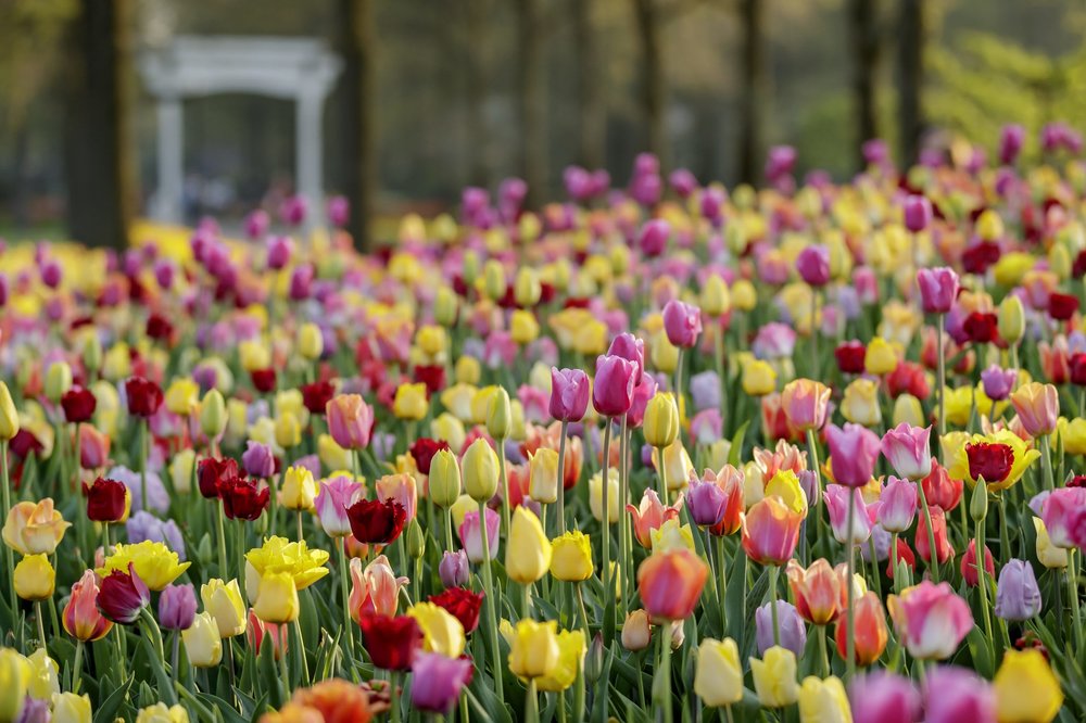 Klook UK Keukenhof Flower Festival