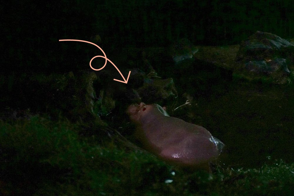 シンガポール、ナイトサファリのカバ