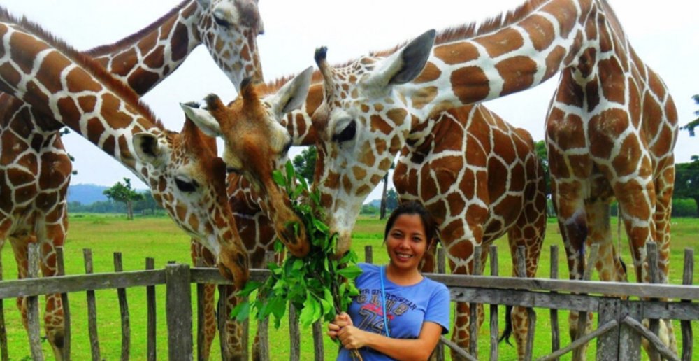 You can see African animals in the Philippines