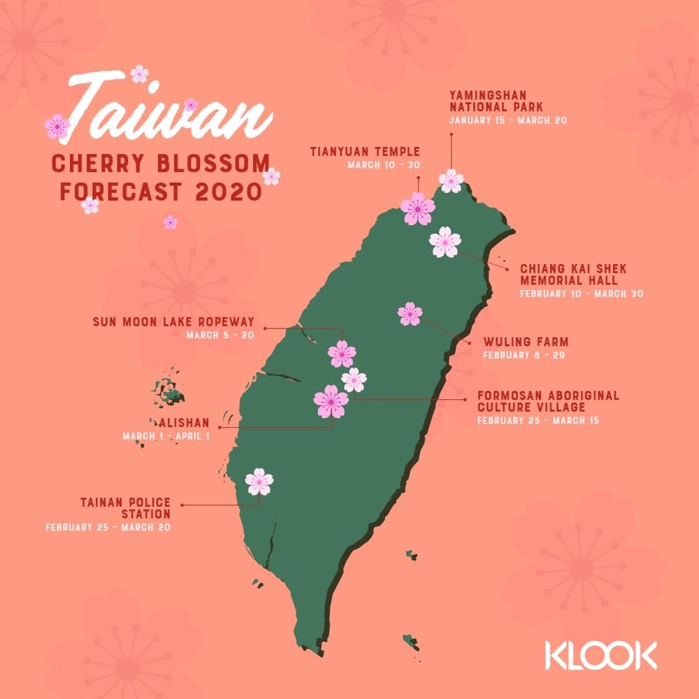 taiwan cherry blossom