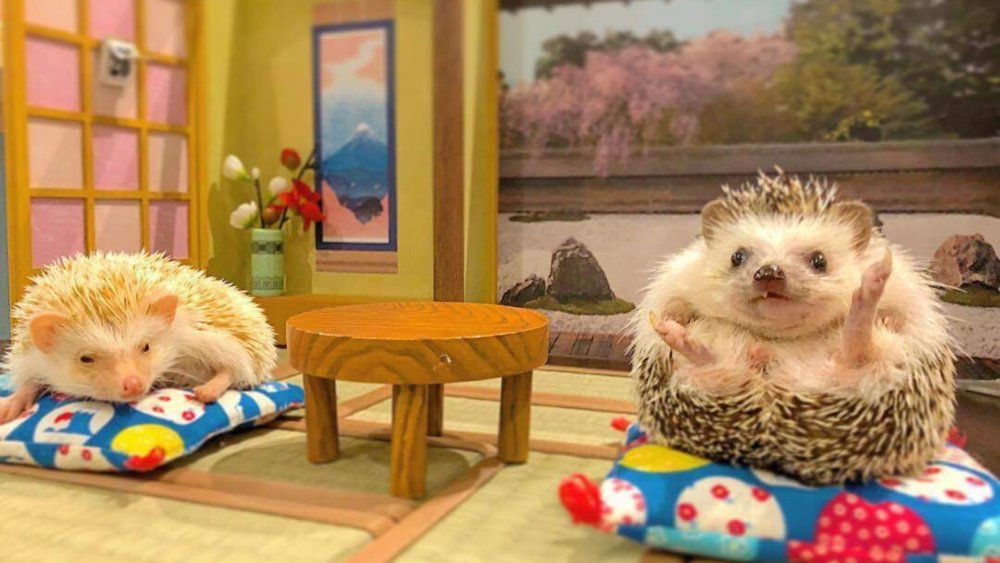 Some hedgehogs are actually pretty lazy and will love snuggling in your lap!