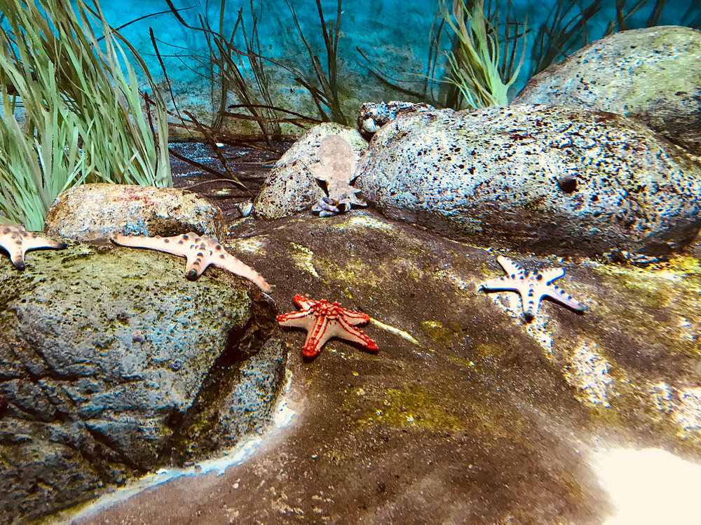 thuy-cung-sea-aquarium-singapore