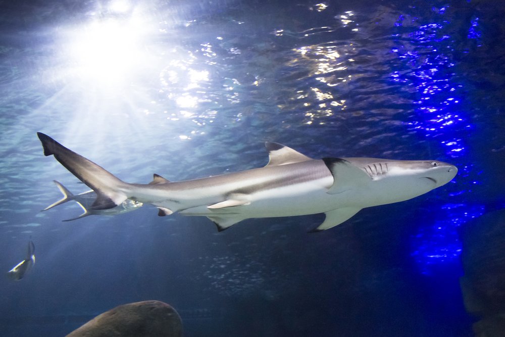 thuy-cung-sea-aquarium-singapore