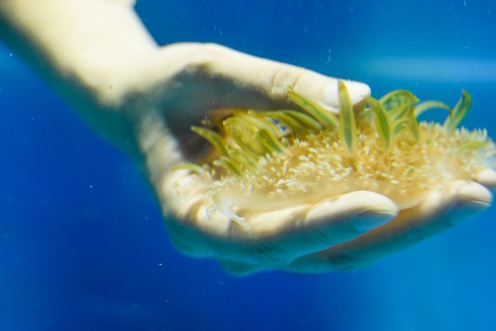 後場導覽摸水母