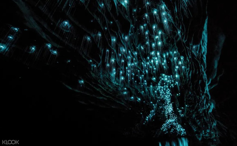 ถ้ำเรืองแสง นิวซีแลนด์