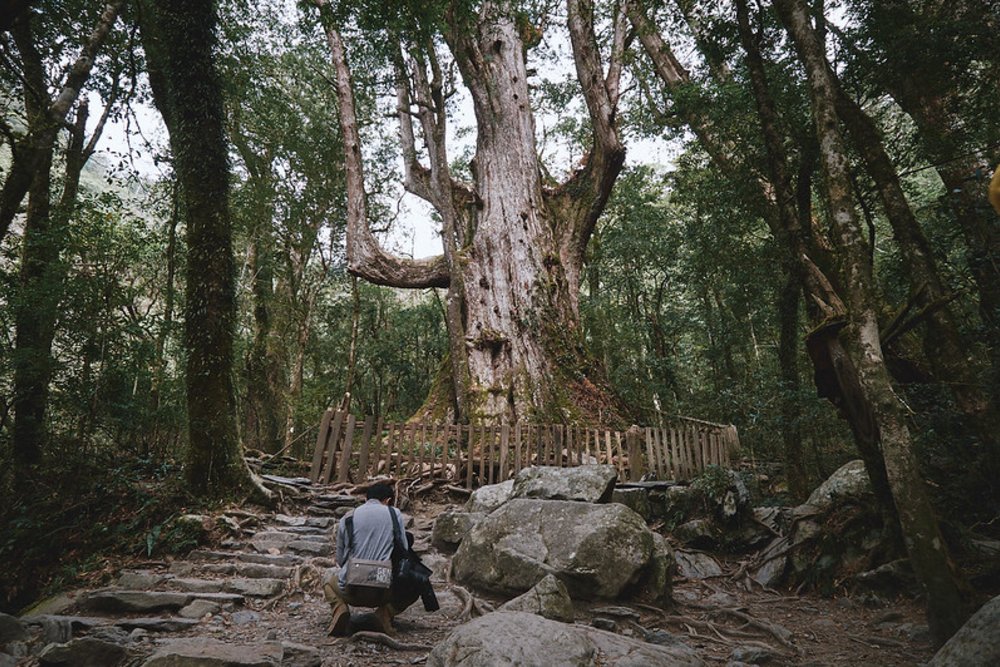 台灣步道 司馬庫斯