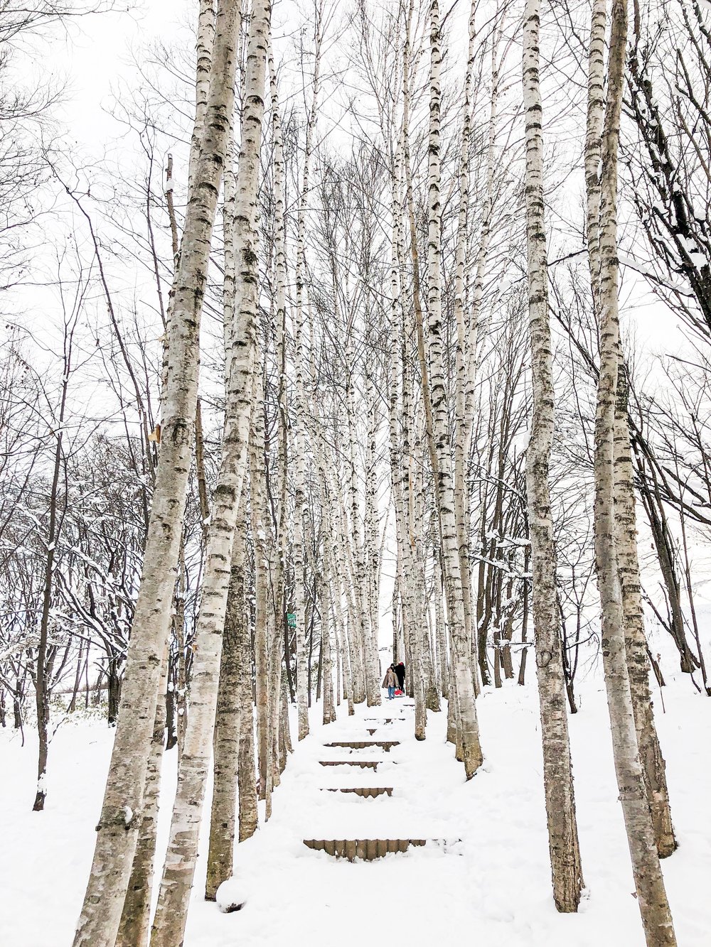  แพลนเที่ยวซับโปโร ฮอกไกโด