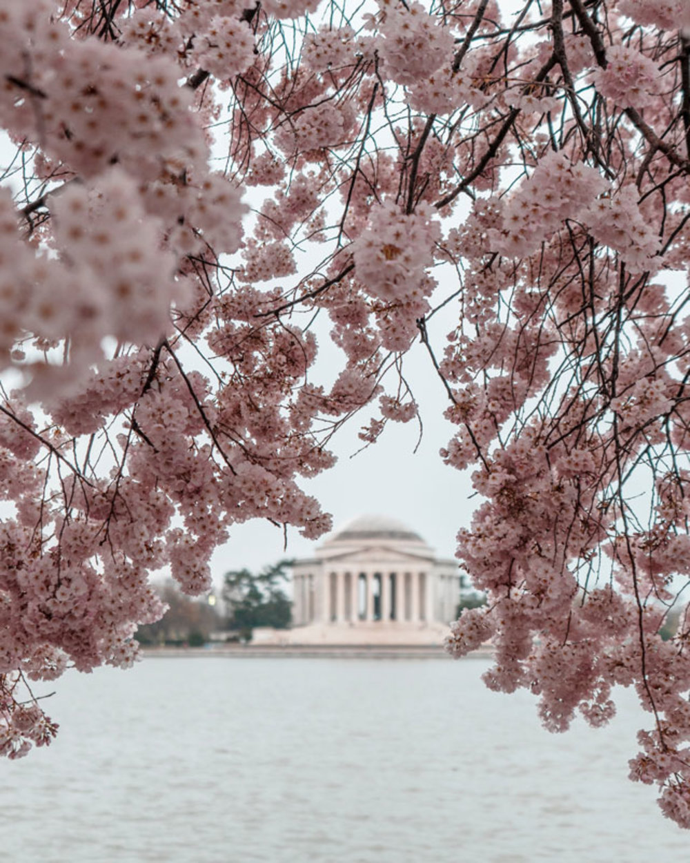 cherry blossom world 2