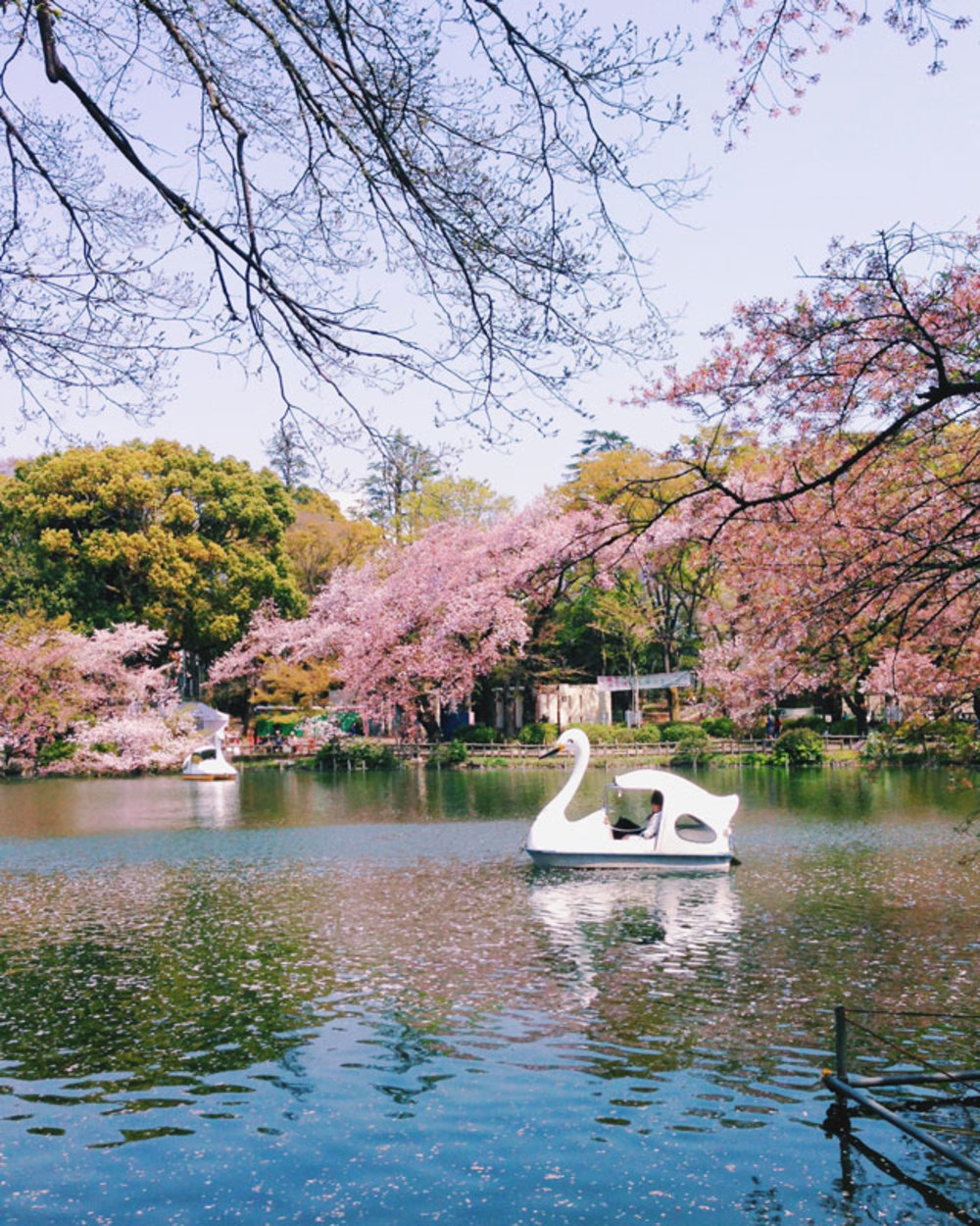 cherry blossom world 1