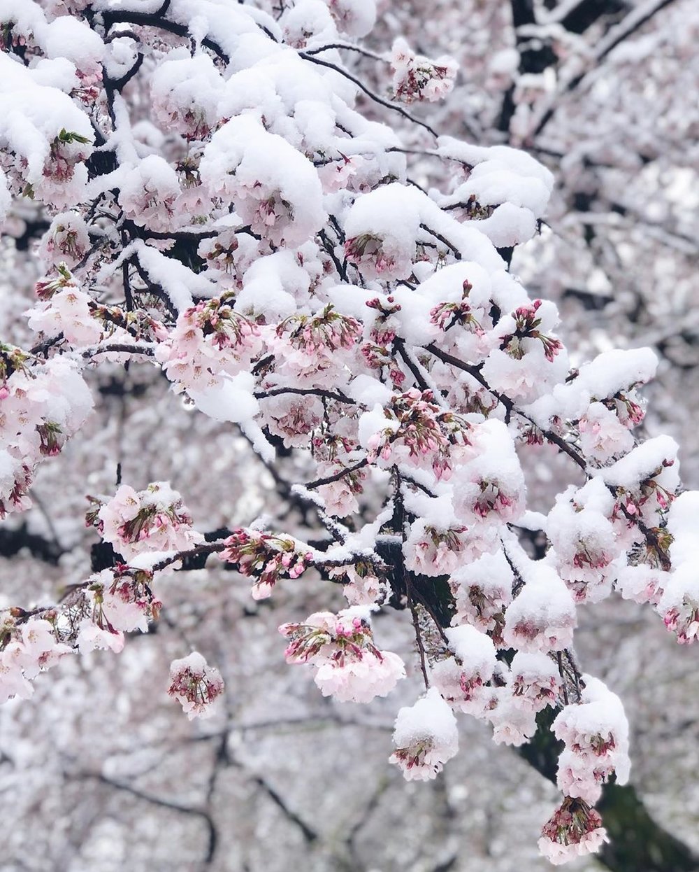 Cherry Blossom in Snow Tokyo 5