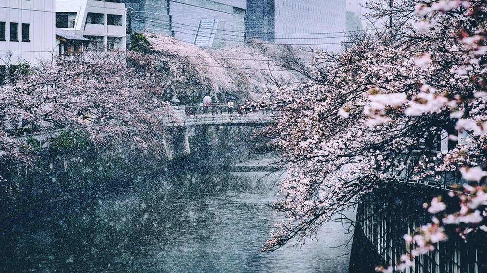 Cherry Blossom in Snow Meguro River