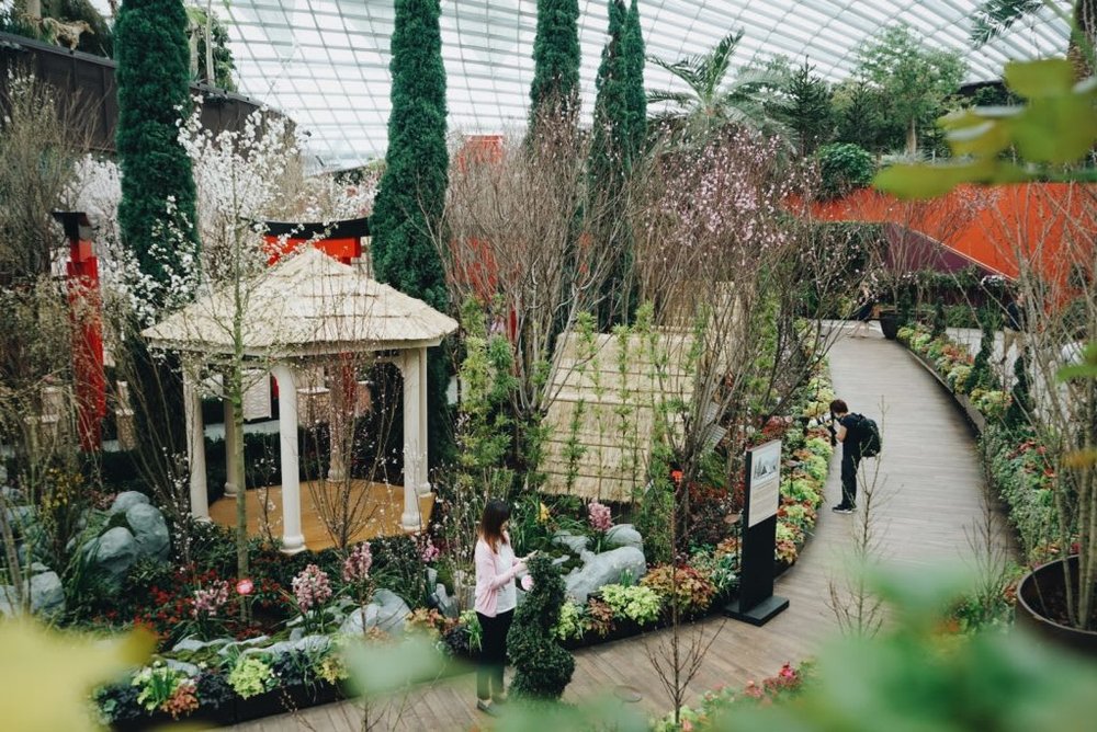 Sakura di Singapura
