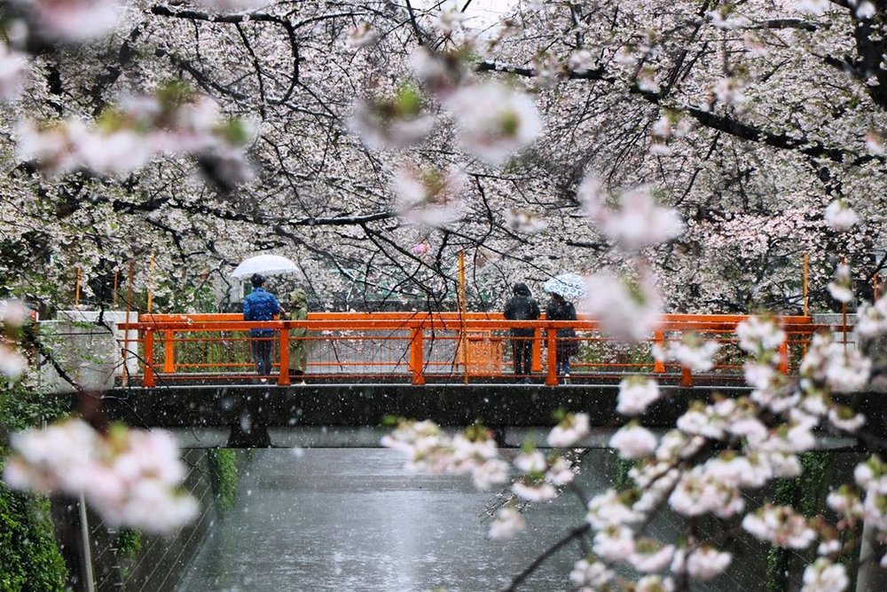 Tokyo Cherry Blossom Snow 2