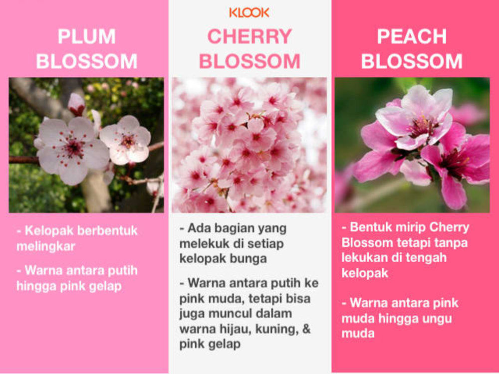 Blossom песня перевод. Blossom песня перевод. Blossom i believe. Сакура на языке цветов. Cherry blossom перевод.