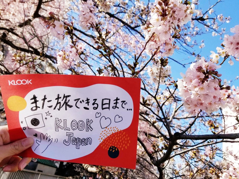 Cherry blossoms in Japan