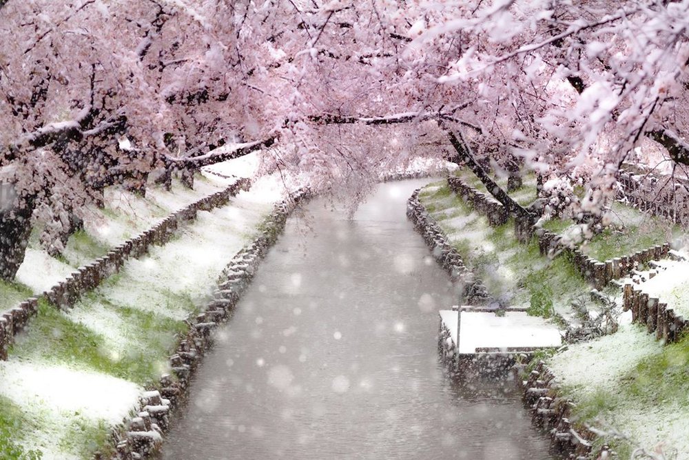 Cherry Blossoms in Snow Japan