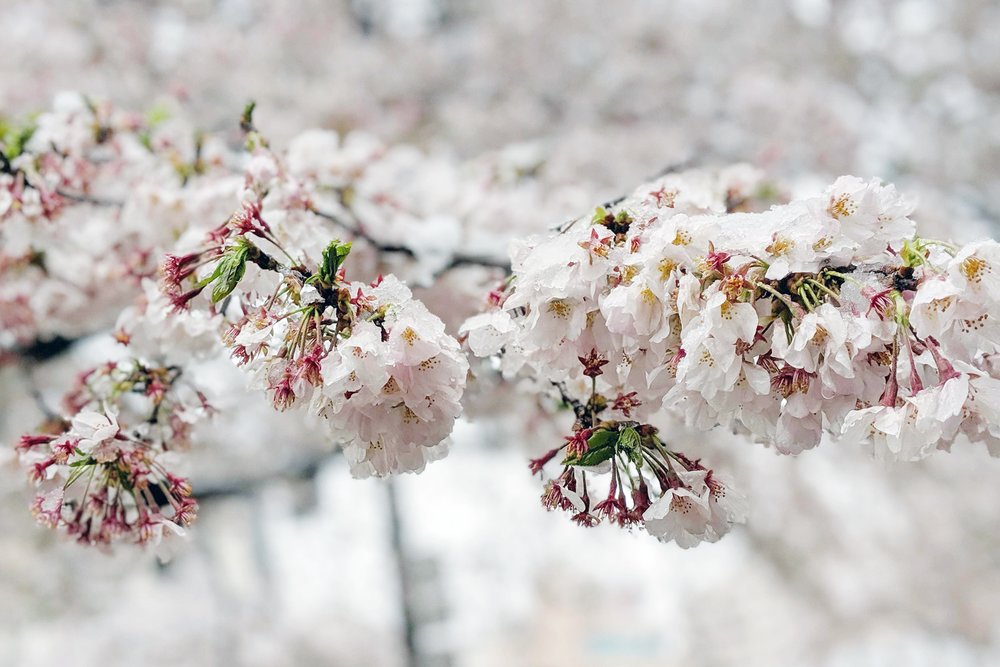 Cherry Blossom covered in Snow Tokyo