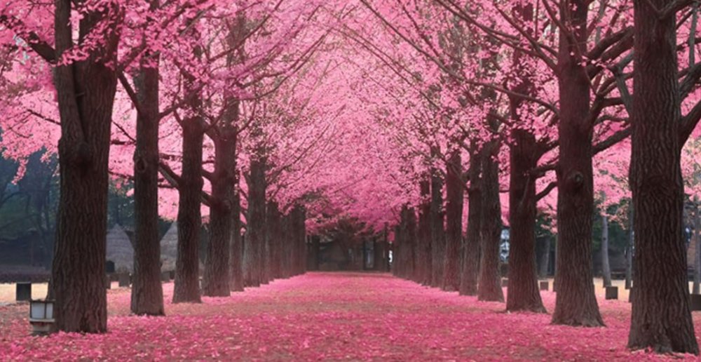 korea sakura park trees pink where places 