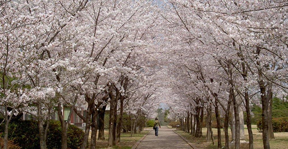 Korea Cherry Blossom Forecast 2024 When and Where to See Sakura in