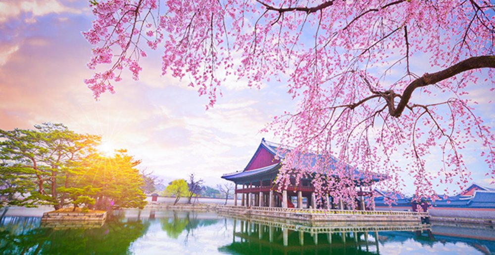 seoul palace korea garden lake pink sakura 