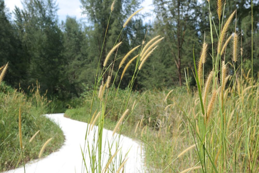 singapore nature park 10