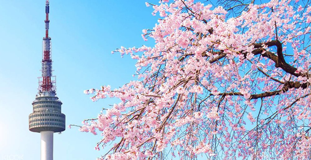 Korea Cherry Blossom Forecast 2024: When and Where to See Sakura in ...