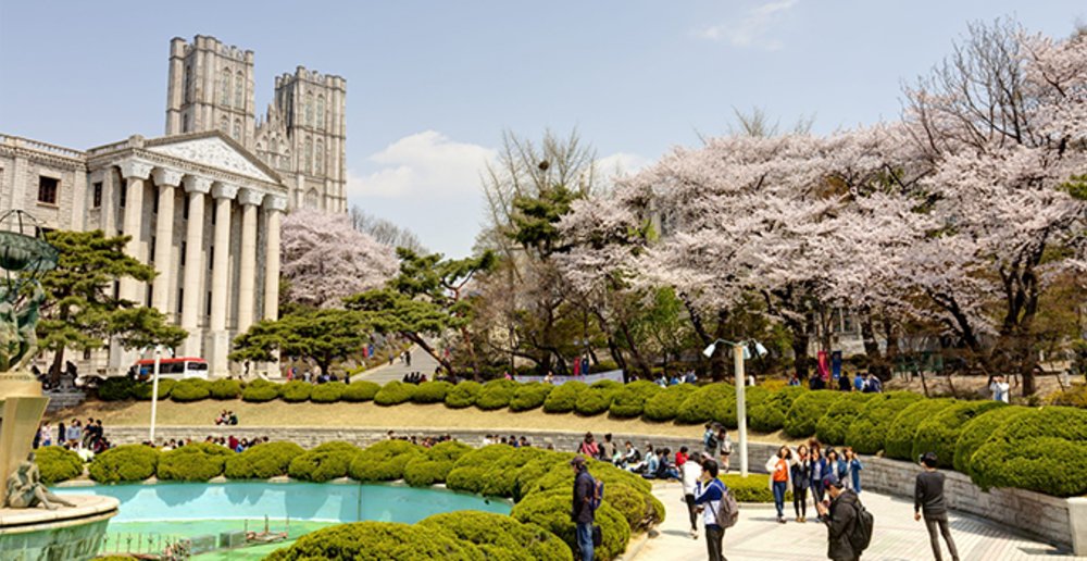 sakura cherry blossom seoul gyeongsangnam-do 2020 places trees