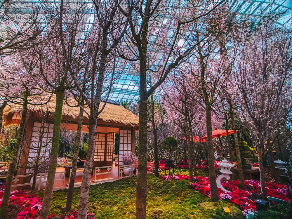 Sakura Selain di Jepang