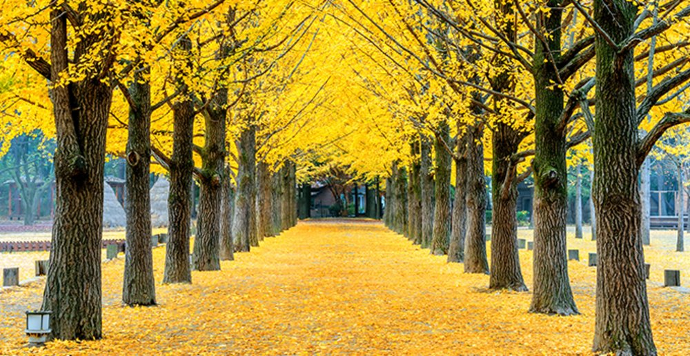places to visit korea fall
