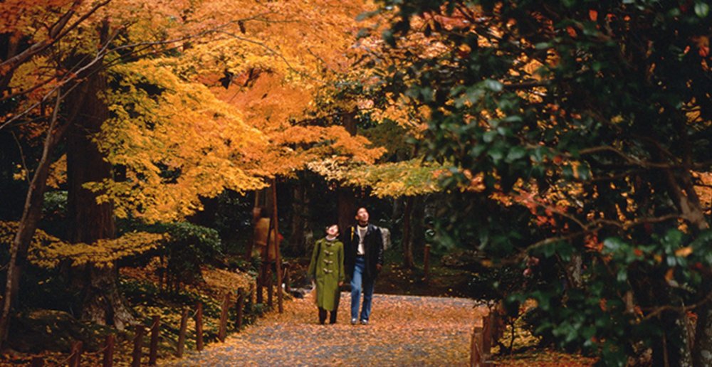 korea fall leaves orange trees park