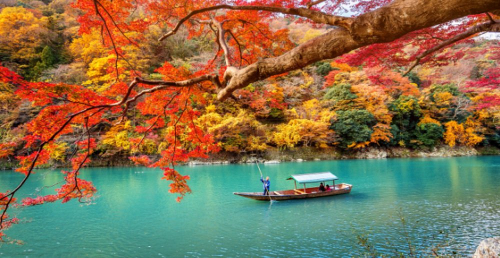 The cherry trees’ leaves turn orange to red in autumn. 