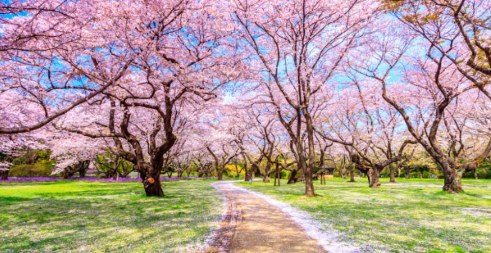 Best Month and Locations to See Cherry Blossoms in Japan - Klook Travel ...