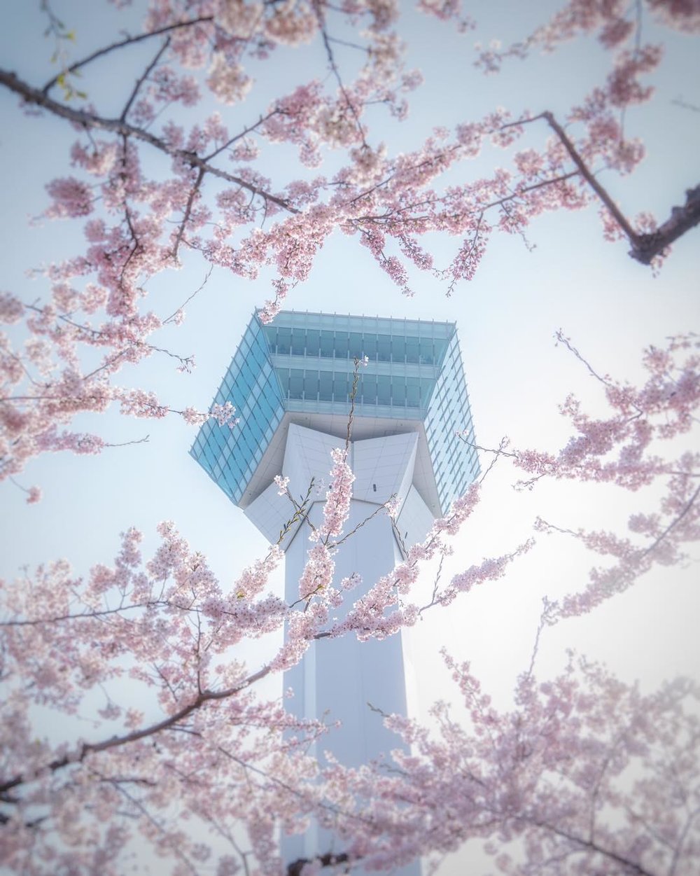 goryokaku tower cherry blossom