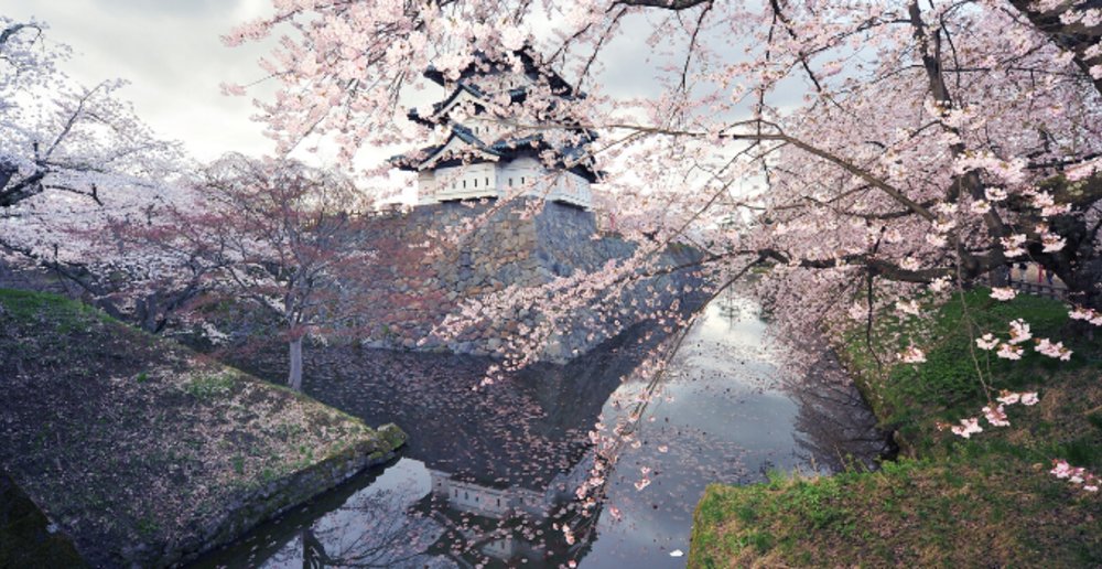 Hokkaido is the last region to receive cherry blossoms.