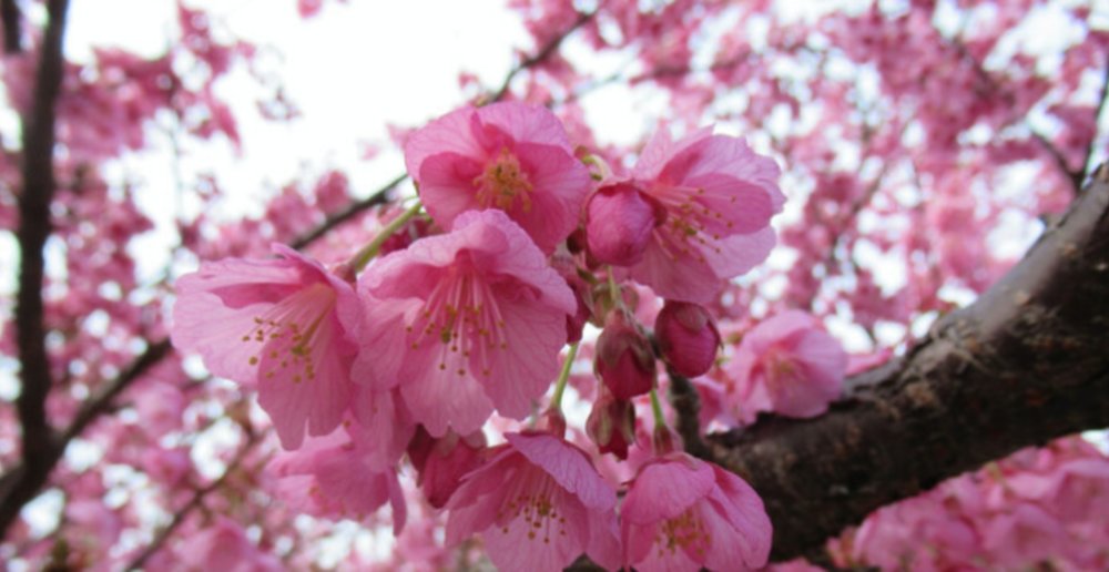 The Sakura or cherry blossoms are intricately beautiful up close.