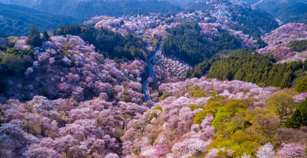 Nara and Kanzawa are blessed with nature spots ideal for cherry blossom season.