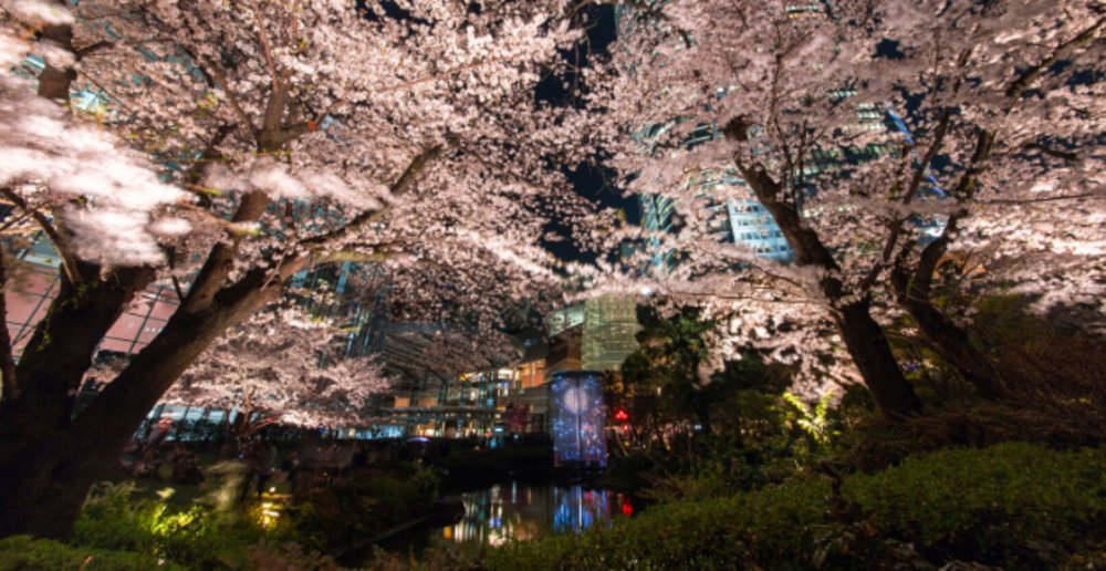 Tokyo gets the first signs of cherry blossom season. 