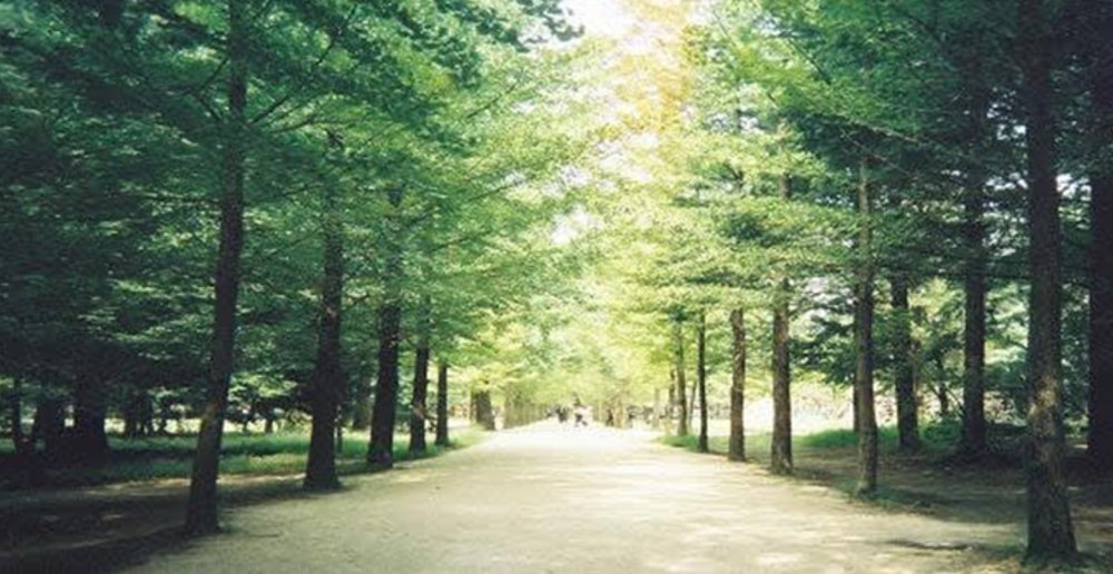 location green trees scenic places korea train rail 