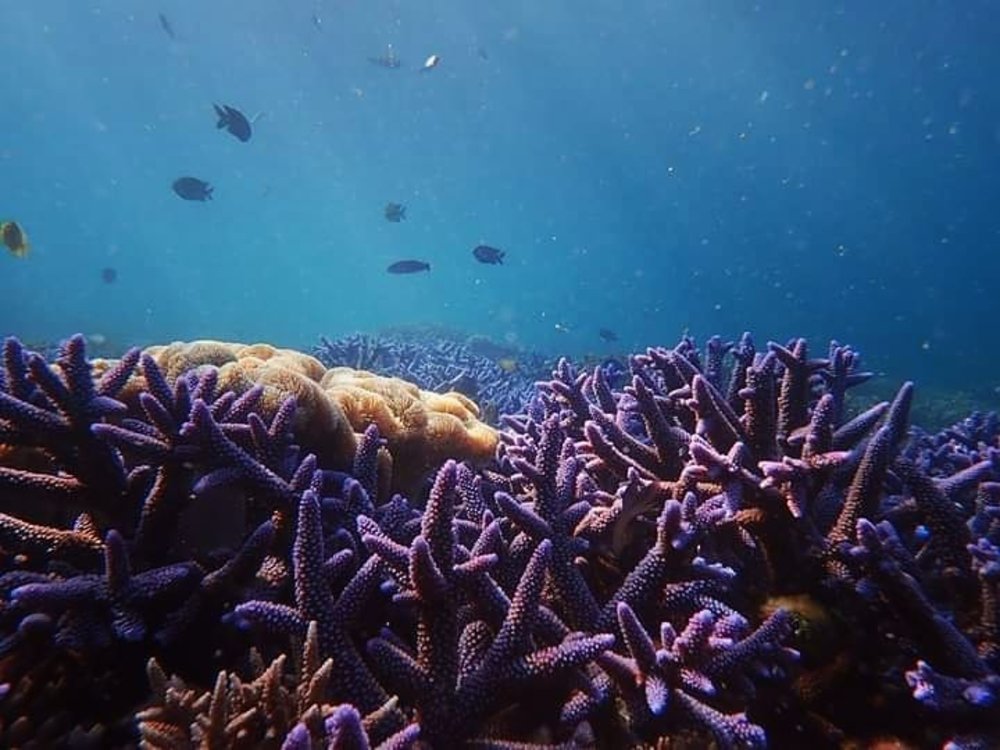 月鯉灣 - 七美珊瑚海浮潛