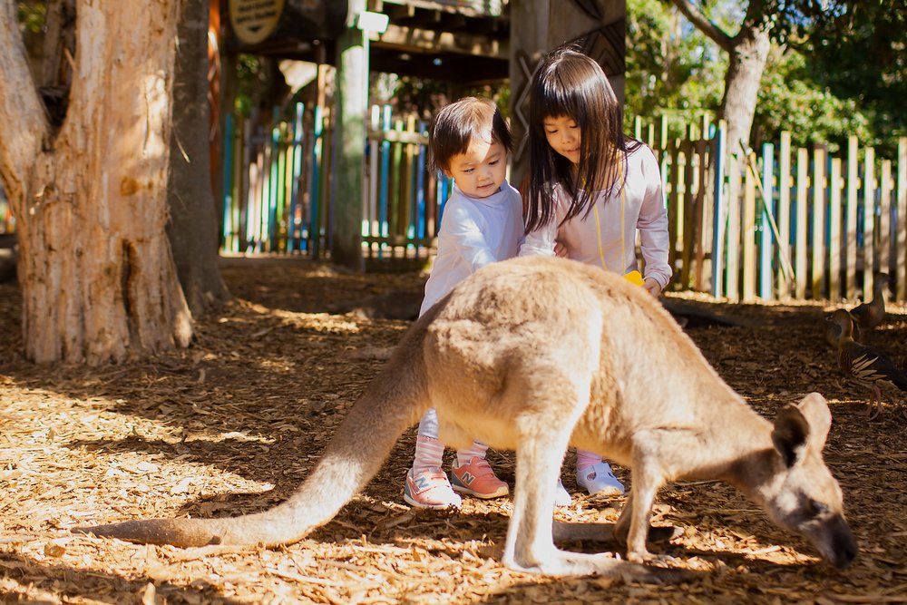 Wildlife Queensland Australia