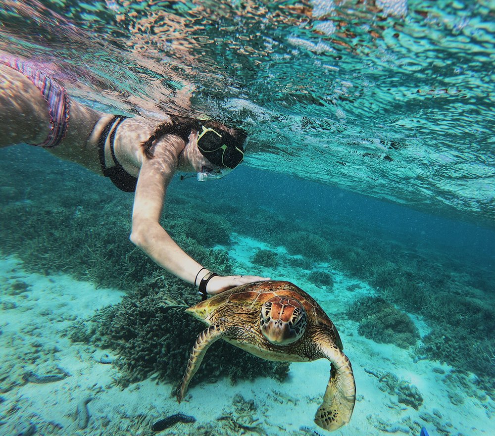 Lady Elliot Island Queensland Australia