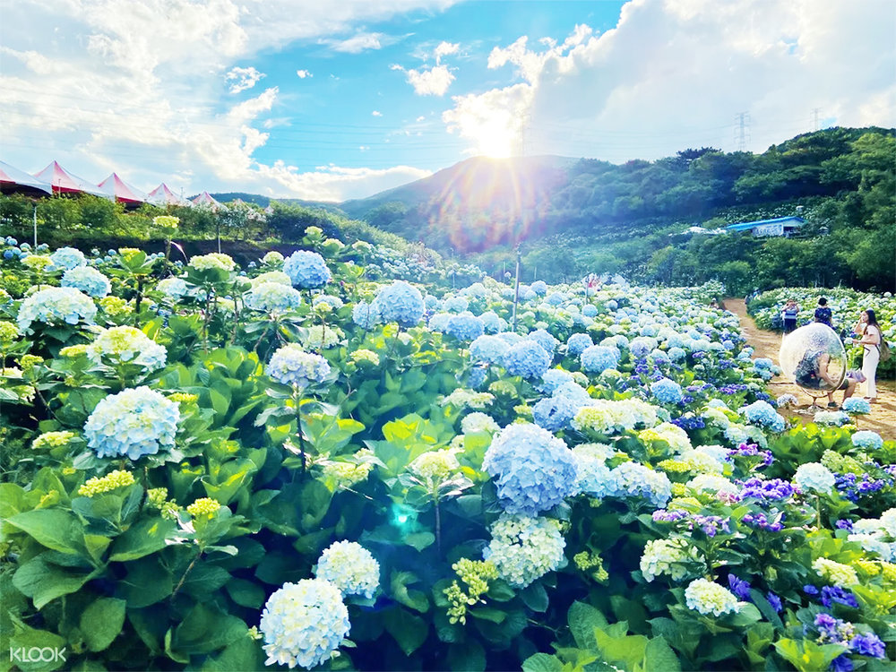 高家繡球花田