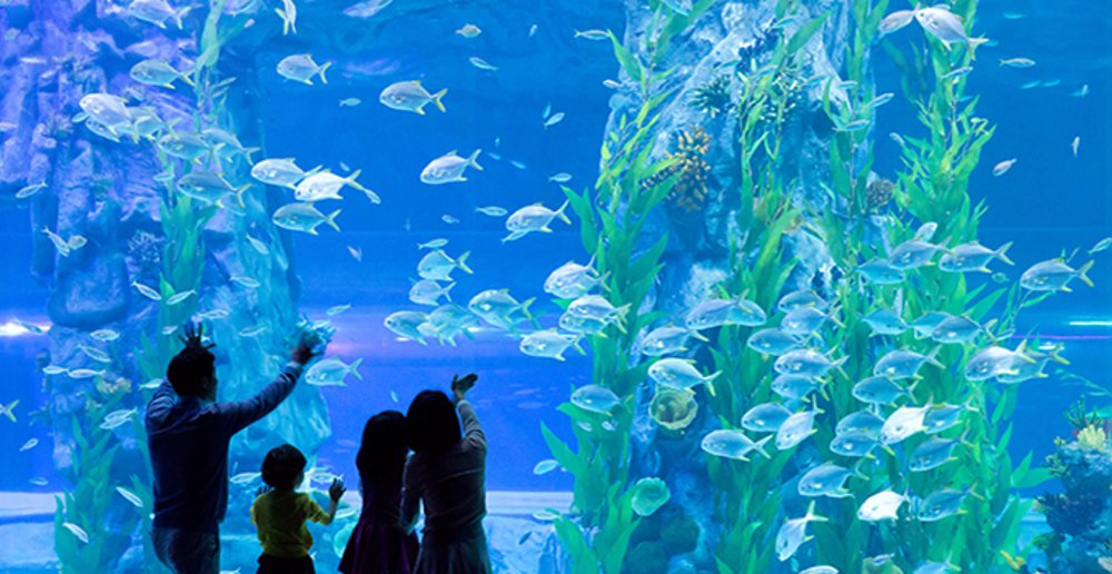 attractions fish kids family marine sea 