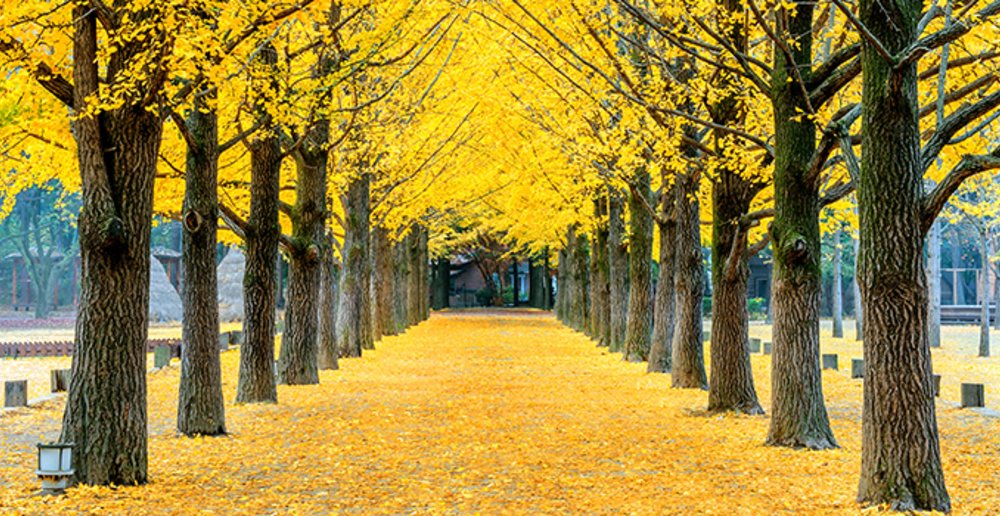 trees instagram where to take photos 