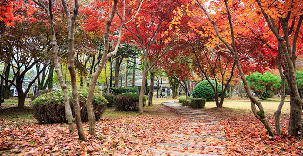 autumn red leaves cool things to do activities 