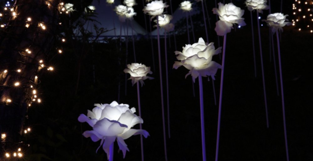 light stalks flowers display