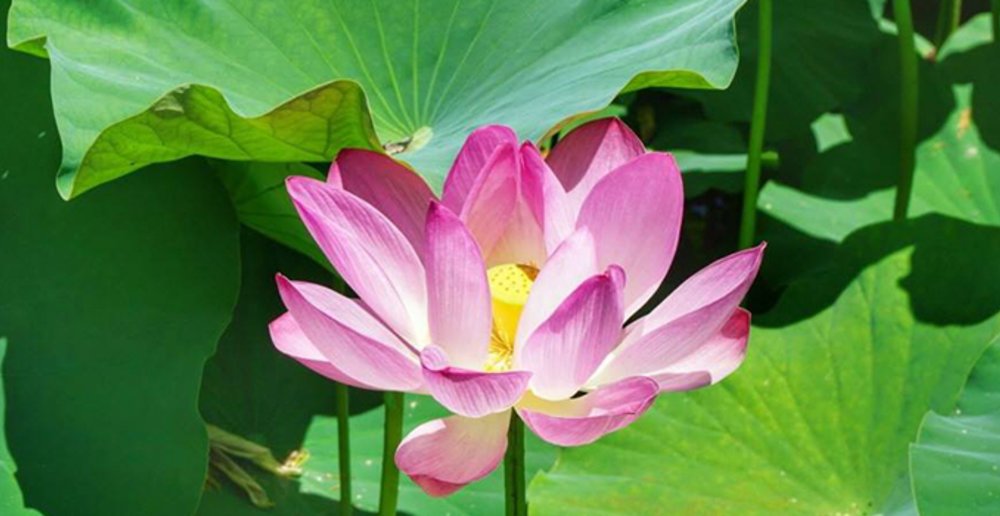flower pink single lotus green leaves