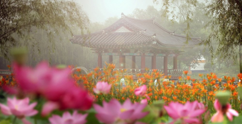 lotus garden festival korea seoul